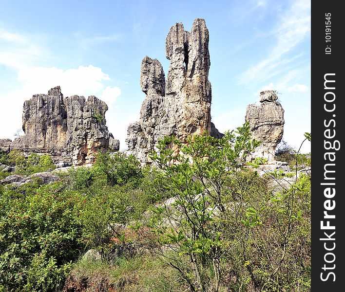 Stone Forest