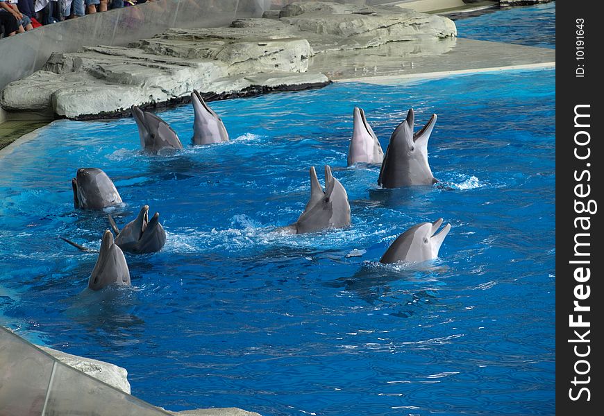 Smiling dolphins in the water