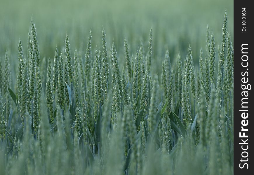 Green young barley on the field