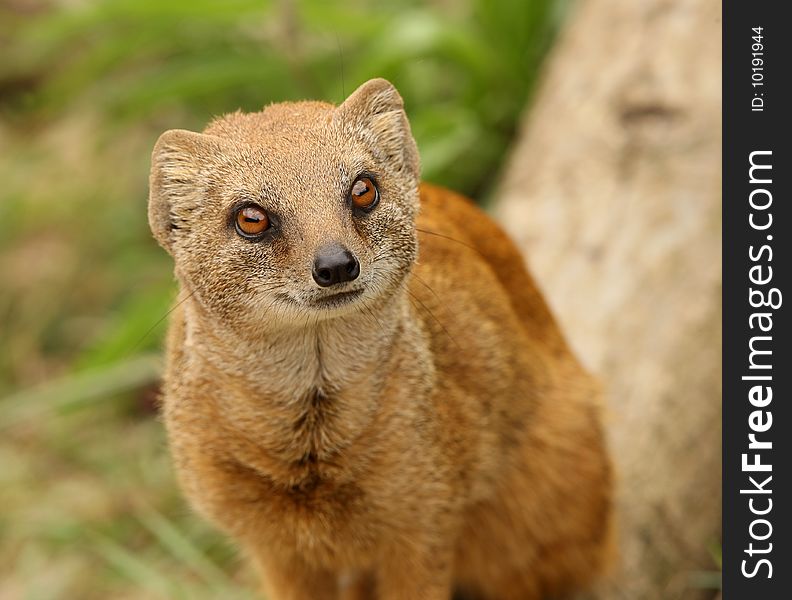 Portrait of a Yellow Mongoose