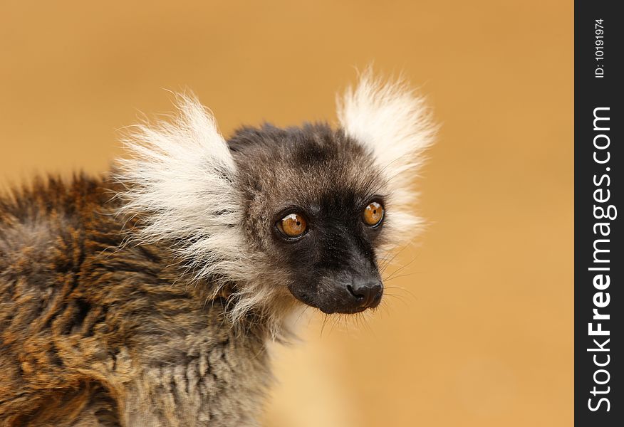 Portrait of a Black and White ruffed Lemur