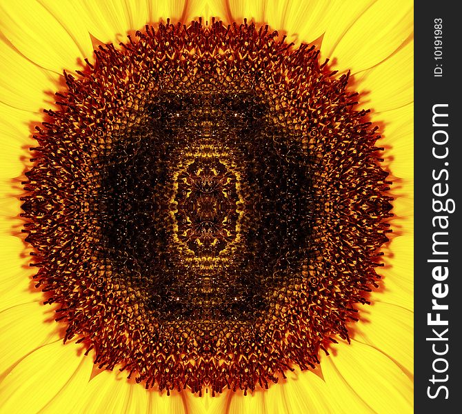 Beautiful sunflower isoleted on black background