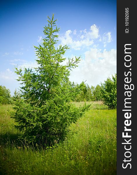 Summer landscape with a fir