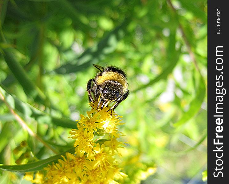 Honey bee on yellow flower. Honey bee on yellow flower