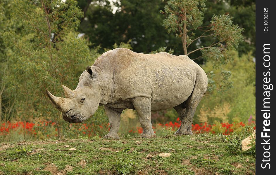 Portrait of a White Rhino