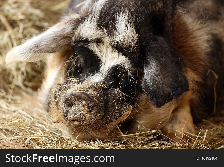 Close up of a scruffy farmyard Pig