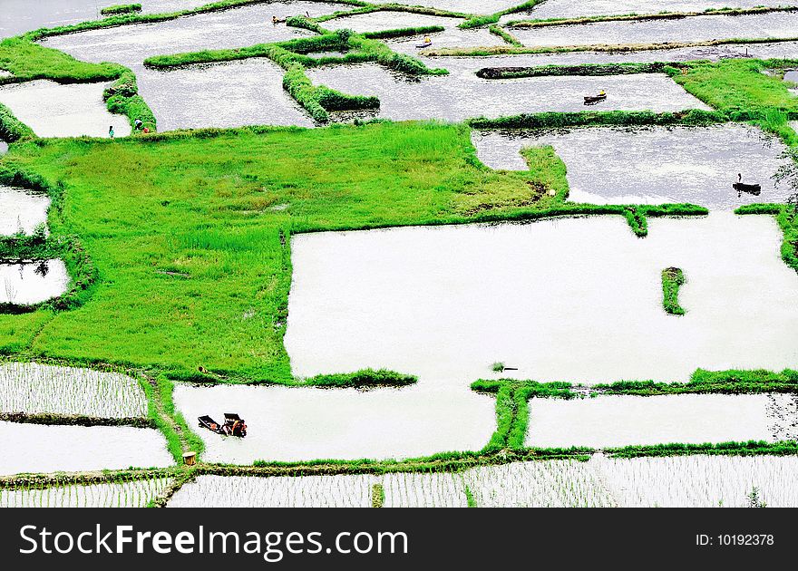 Farmers are working on rice field, China