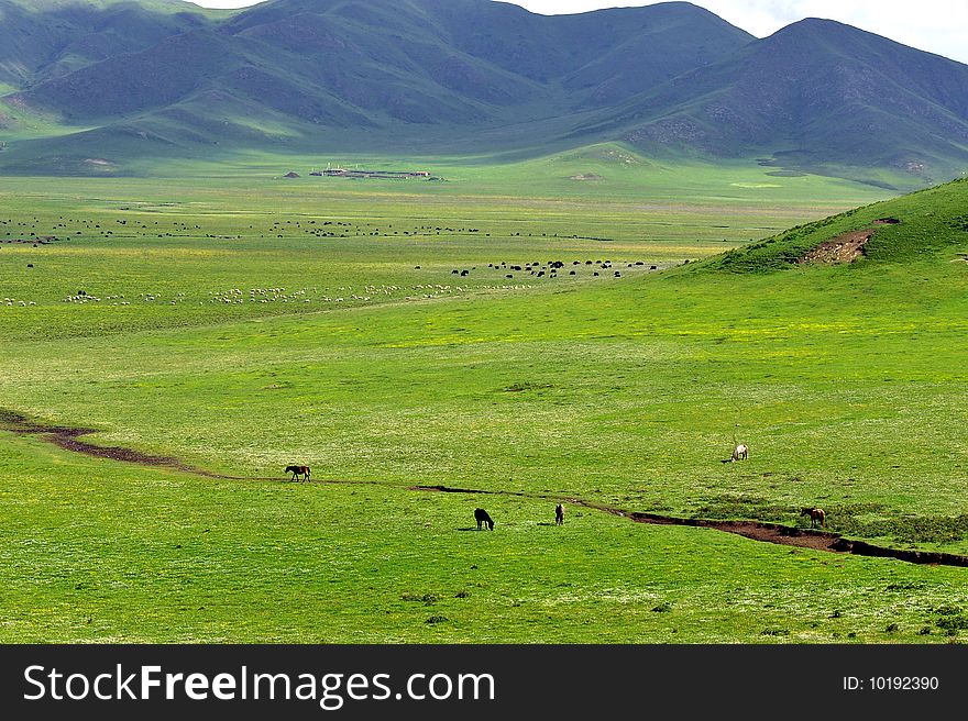 Horse and nomads tent in Tibet, China