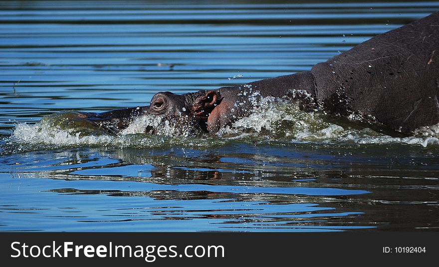 The hippopotamus (Hippopotamus amphibius) or hippo is a large, mostly plant-eating African mammal, one of only two extant species in the family Hippopotamidae (South Africa). The hippopotamus (Hippopotamus amphibius) or hippo is a large, mostly plant-eating African mammal, one of only two extant species in the family Hippopotamidae (South Africa)