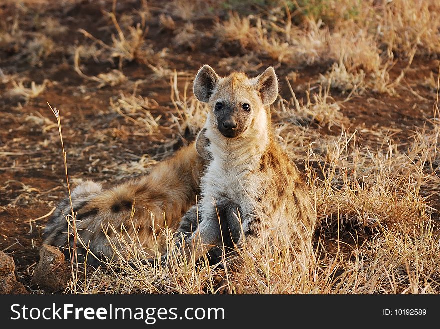 The Spotted Hyaena (Crocuta crocuta), also known as the Laughing Hyena, Cape Wolf or Tiger Wolf is the largest species of hyena. It occurs in many different habitats, from extremely hot and arid lowland areas in its northern and southern ranges, to cold, mountainous terrains (South Africa). The Spotted Hyaena (Crocuta crocuta), also known as the Laughing Hyena, Cape Wolf or Tiger Wolf is the largest species of hyena. It occurs in many different habitats, from extremely hot and arid lowland areas in its northern and southern ranges, to cold, mountainous terrains (South Africa)