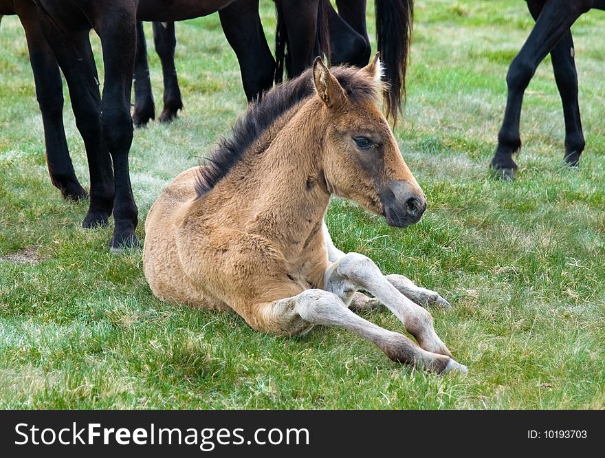 Young horse colt in Bucegi mountains meadow (Romania)