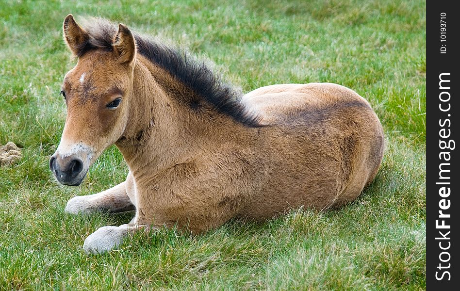 Young horse colt in Bucegi mountains meadow (Romania)