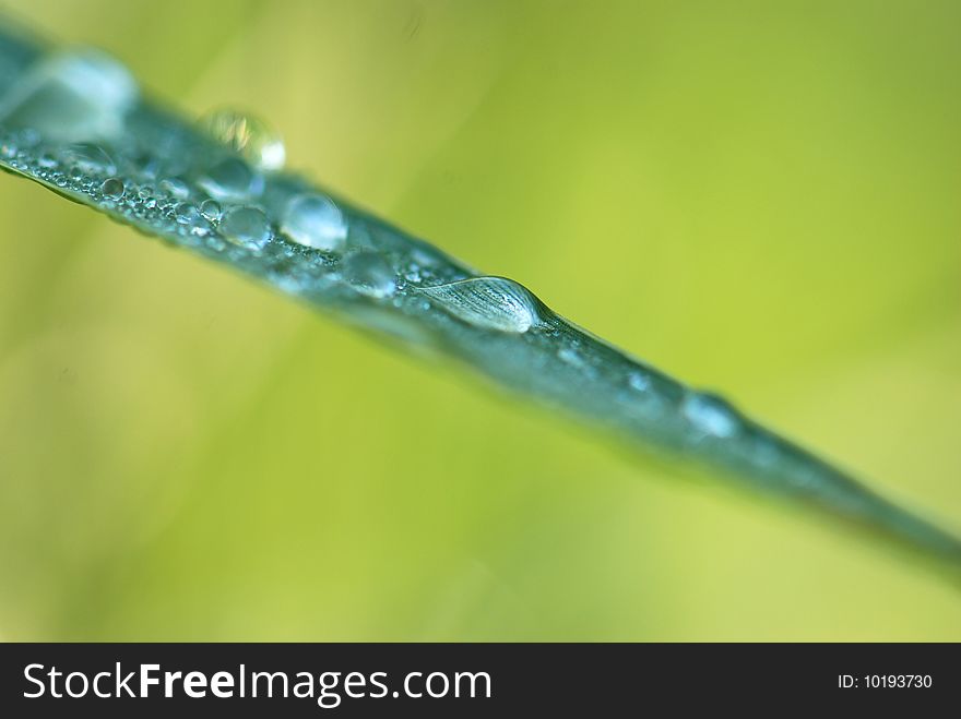 Green fresh leaves with water drops on it