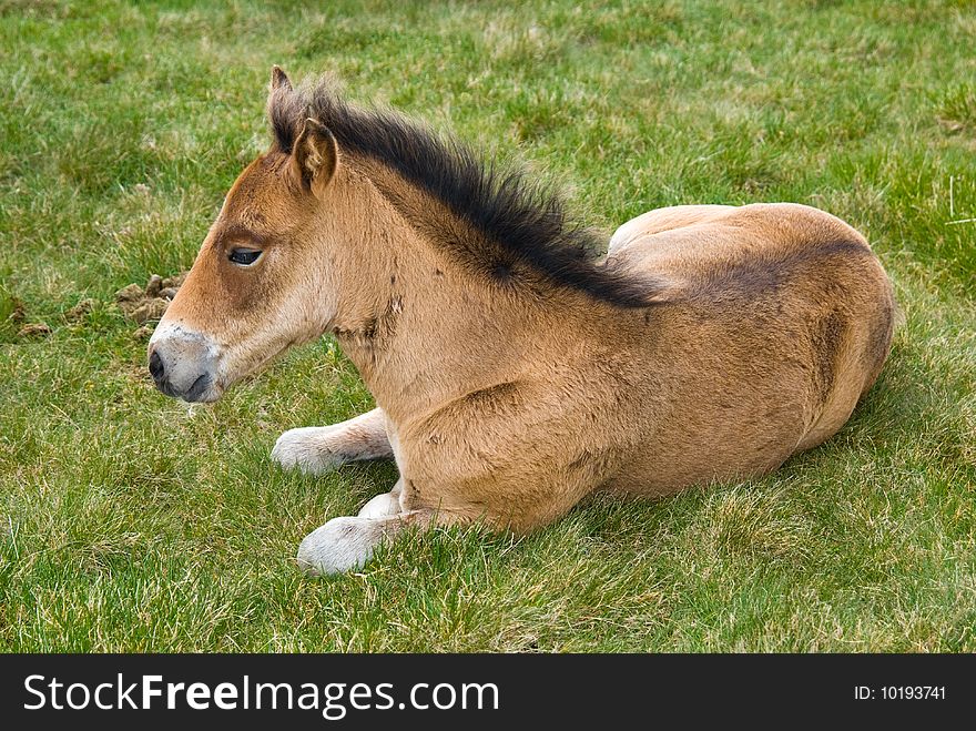 Young horse colt in Bucegi mountains meadow (Romania)