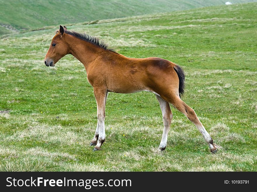 Young horse colt in Bucegi mountains meadow (Romania). Young horse colt in Bucegi mountains meadow (Romania).