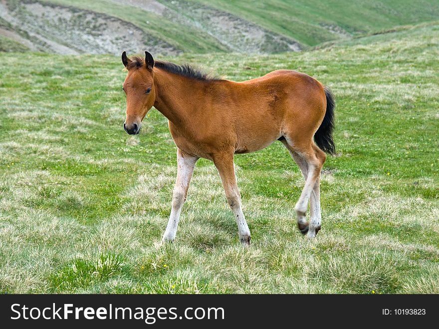 Young horse in Bucegi mountains meadow (Romania). Young horse in Bucegi mountains meadow (Romania).