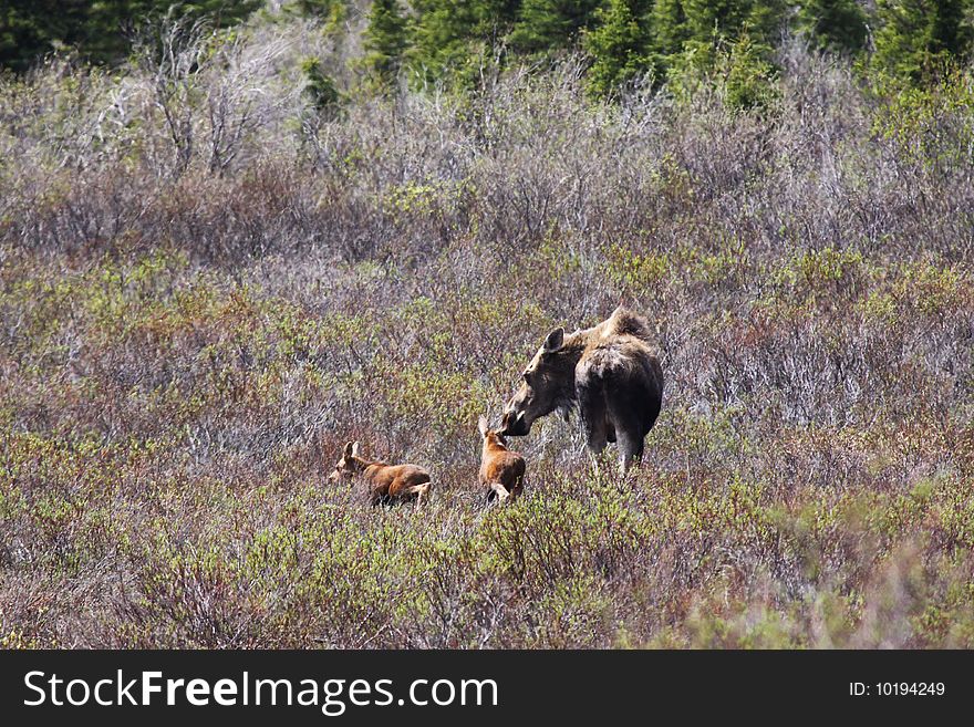 A female cow Moose stops to show apprent affection for her young as she leads her two newborn spring moose twins through the white spruce and ground cover of the tiaga environment of Denali National Park. A female cow Moose stops to show apprent affection for her young as she leads her two newborn spring moose twins through the white spruce and ground cover of the tiaga environment of Denali National Park