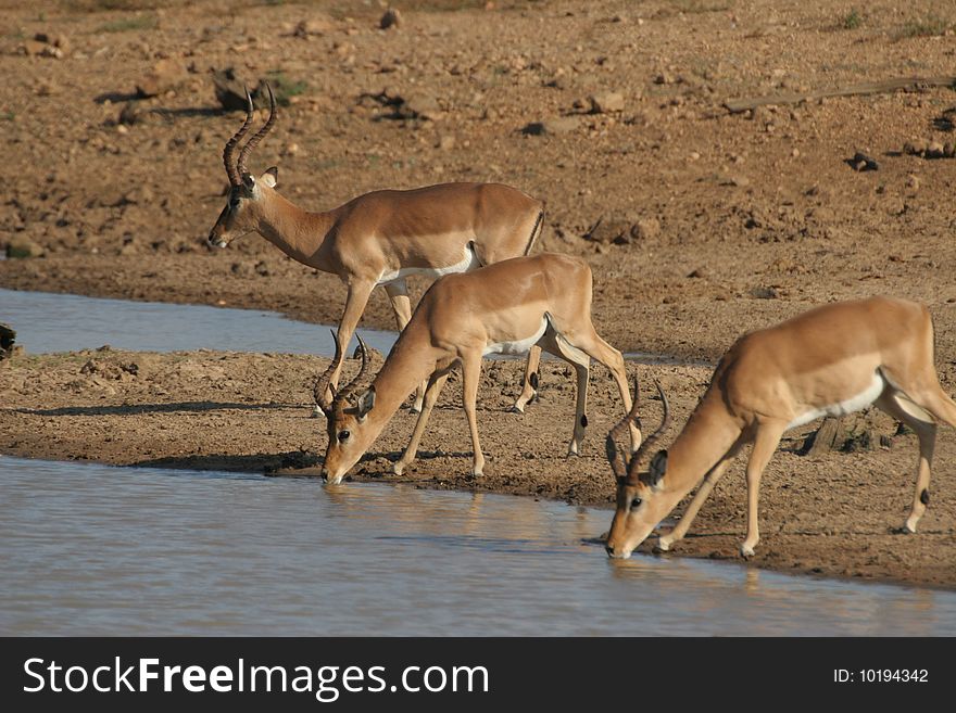 Impalas enjoying a drink at a water hole during a very dry winter in the Kruger National Park. Impalas enjoying a drink at a water hole during a very dry winter in the Kruger National Park