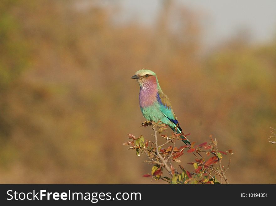 This picture of a Lilac Breasted Roller was taken on the Hans Merensky Golf Estate, Phalaborwa, South Africa