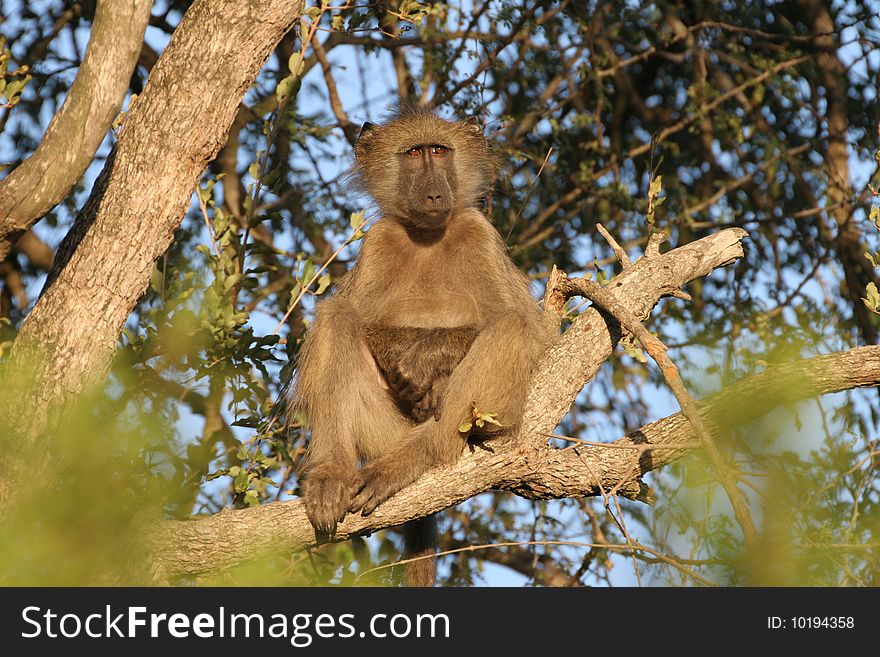 A lazy baboon soaking up the late sun rays of the evening. The picture was taken in the Kruger National Park