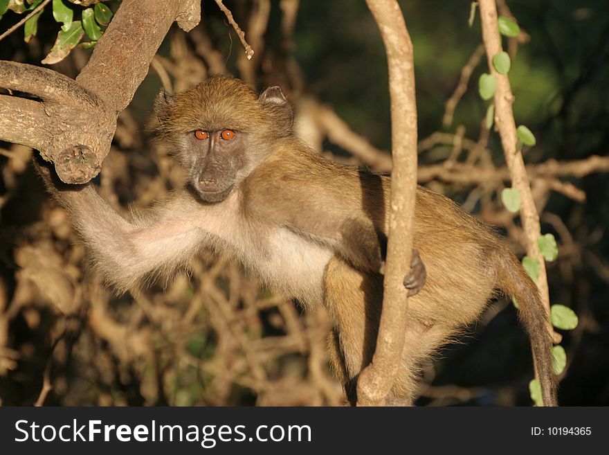 A lazy baboon soaking up the late sun rays of the evening. The picture was taken in the Kruger National Park