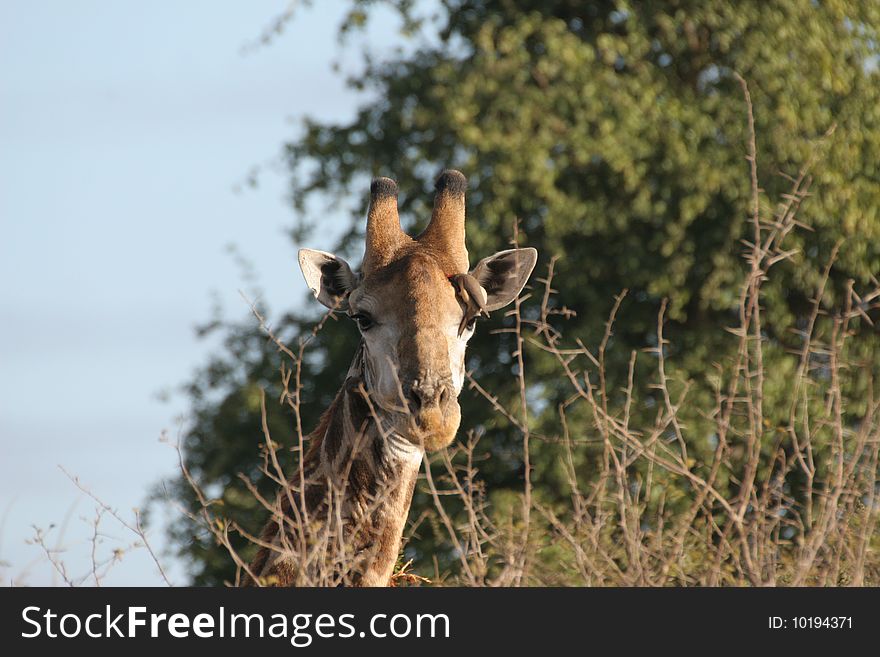 A closeup picture of a giraffe chewing on the leave picked from a nearby tree
