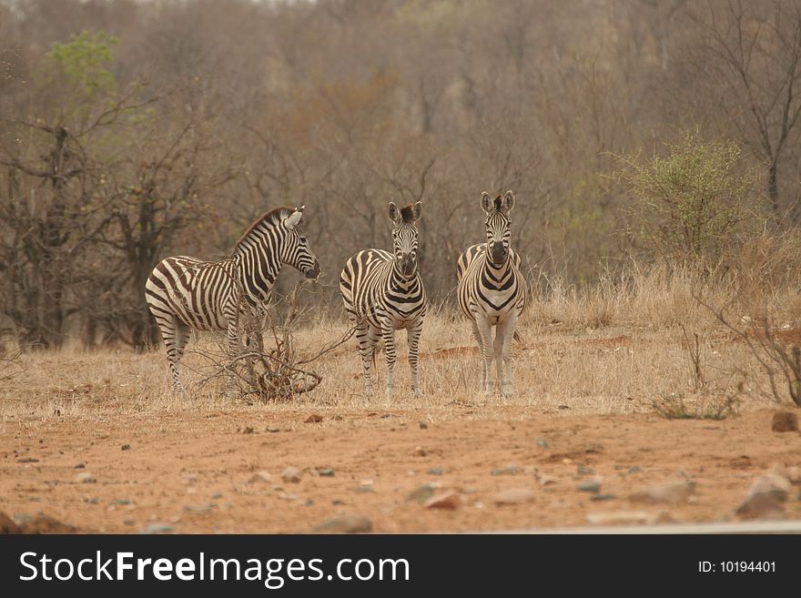 A herd of zebras in the early hours of the morning. The pictures was taken during a very early walk in the Kurger National Park