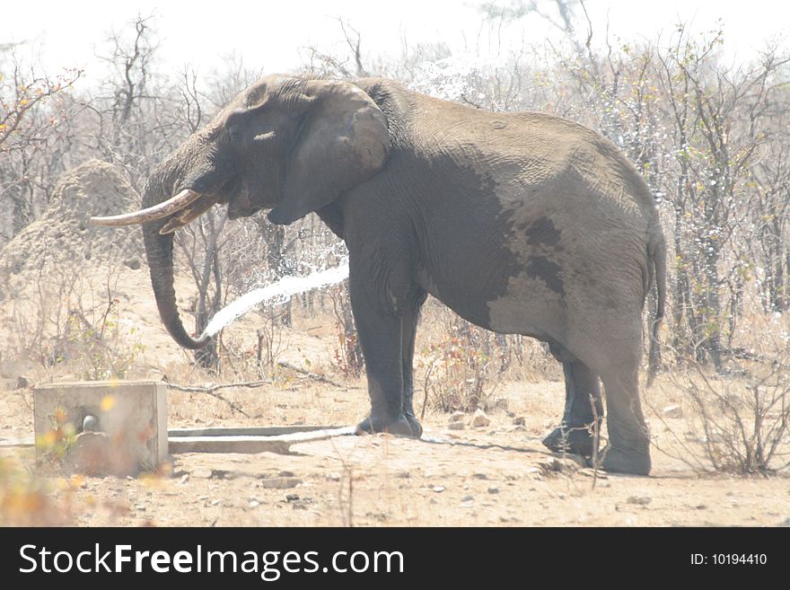 A elephant playing with water at a water hole close to the Phalaborwa gate of the Kruger National Park