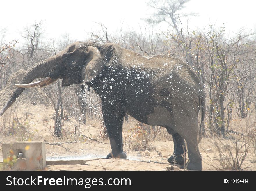 A elephant playing with water at a water hole close to the Phalaborwa gate of the Kruger National Park