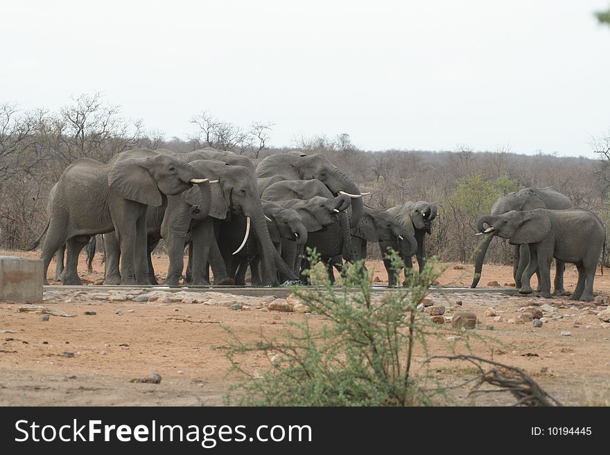 Elephants playing with water at a water hole close to the Phalaborwa gate of the Kruger National Park