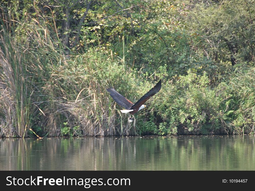 An African fish eagle cathing a fish in a dam on the Hans Merensky Golf Estate, Phalaborwa, South Africa. An African fish eagle cathing a fish in a dam on the Hans Merensky Golf Estate, Phalaborwa, South Africa