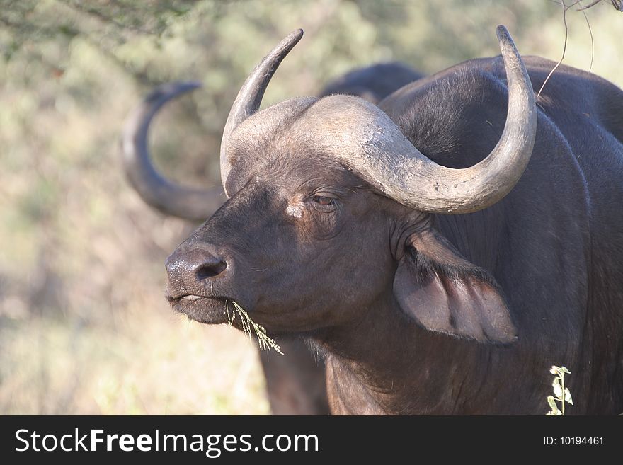A Large african buffalo grazing in the late afternoon. The Picture was taken in the Kruger National Park.