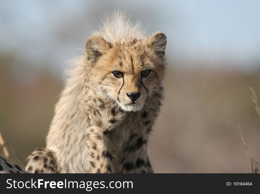 A Cheetah cub preparing to stalk its prey. The picture was taken in the Kruger National Park close to Satara rest camp