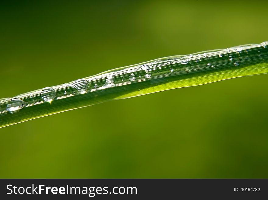 Green leaf with rain droplets