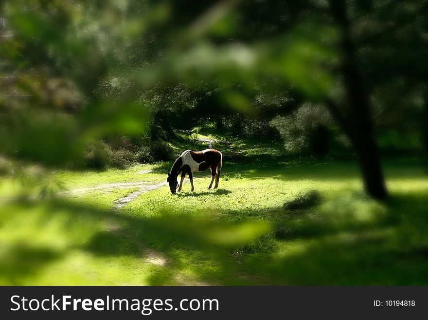 Beautiful green wildlife landscape with a horse stallion