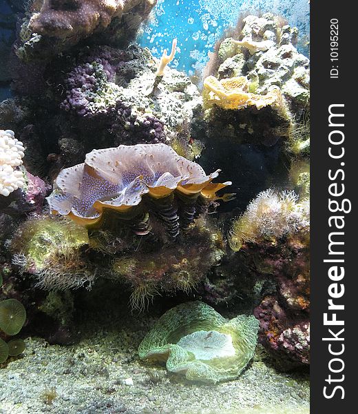 Colourful Coral Reef at aqvarium