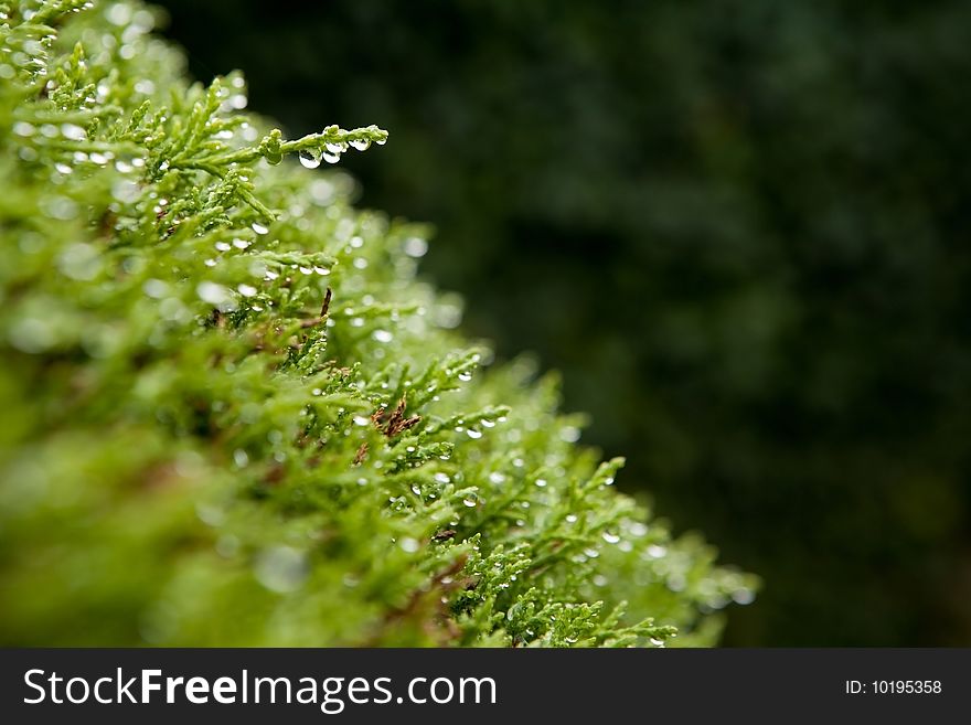 Green leaf with rain droplets, Good for issues such as environment, ecology and Pollution.