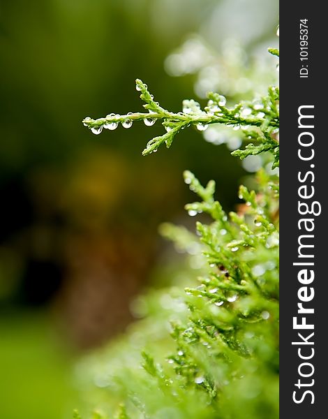 Green leaf with rain droplets