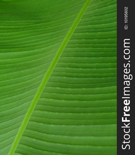 Close up of a green leaf showing veins