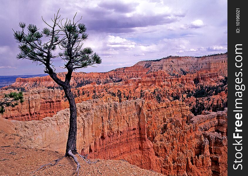 View of a lone tree hanging by its roots on the edge of a cliff. View of a lone tree hanging by its roots on the edge of a cliff