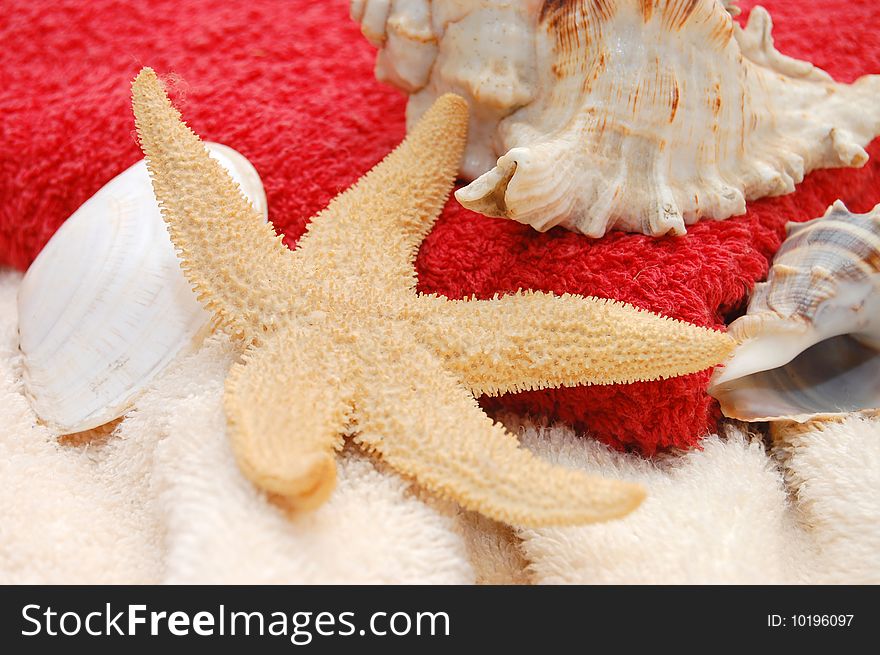 Starfish and seashells on towel background