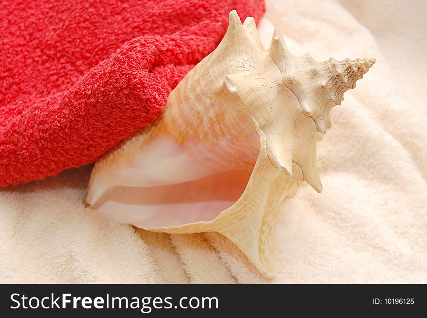 Big very beautiful seashells on towel background