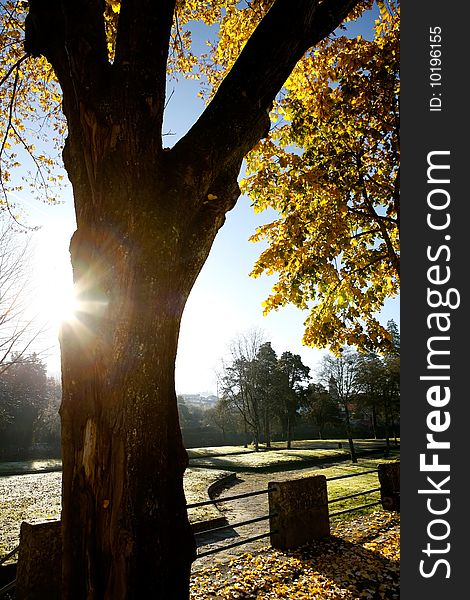 Beautiful landscape Forest with Solar beams making the way through the trees