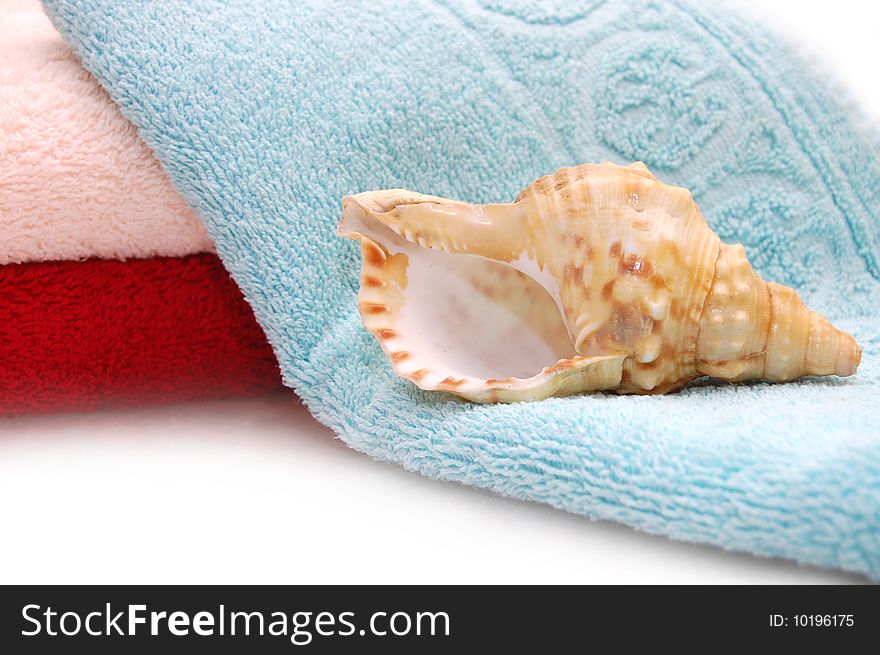 Very beautiful seashells on towel background