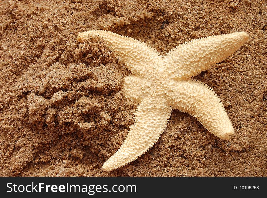 Starfish on wet sand