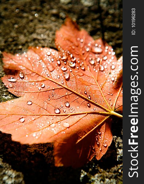 Red leaf with rain droplets, Good for issues such as environment, ecology and Pollution. Red leaf with rain droplets, Good for issues such as environment, ecology and Pollution.