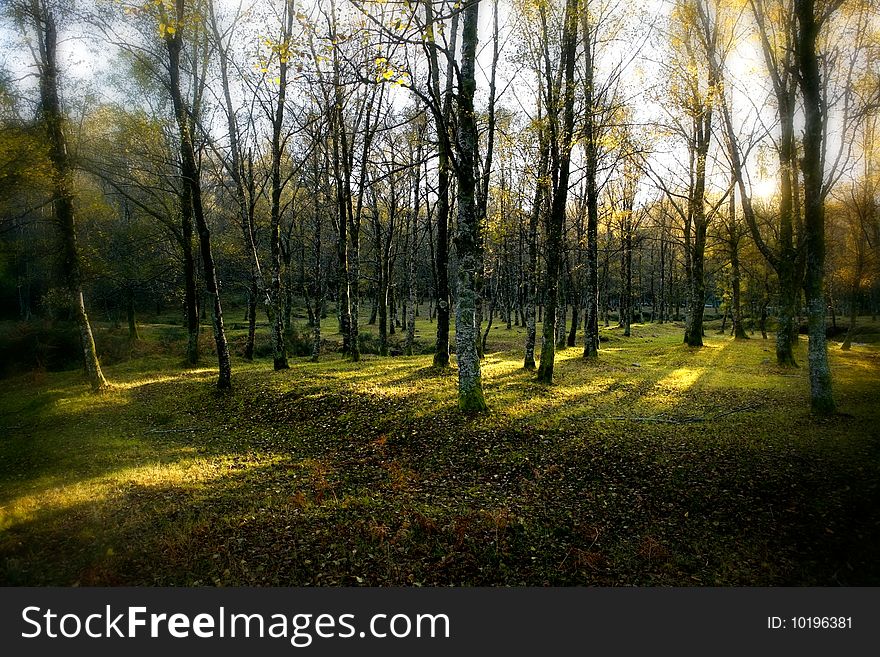 Beautiful landscape Forest with Solar beams making the way through the trees leafs. Beautiful landscape Forest with Solar beams making the way through the trees leafs