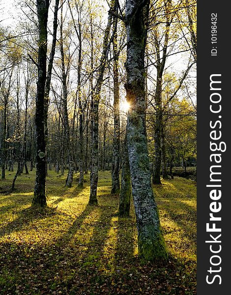 Beautiful landscape Forest with Solar beams making the way through the trees leafs. Beautiful landscape Forest with Solar beams making the way through the trees leafs