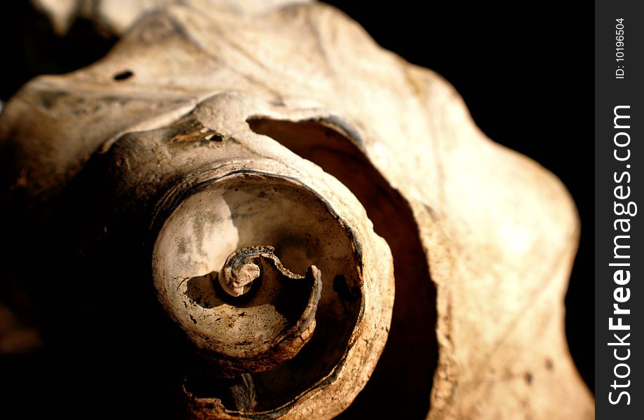 Macro of an aged and weathered sea shell. Macro of an aged and weathered sea shell