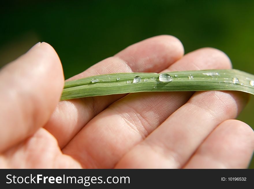 Green leaf with rain droplets, Good for issues such as environment, ecology and Pollution.